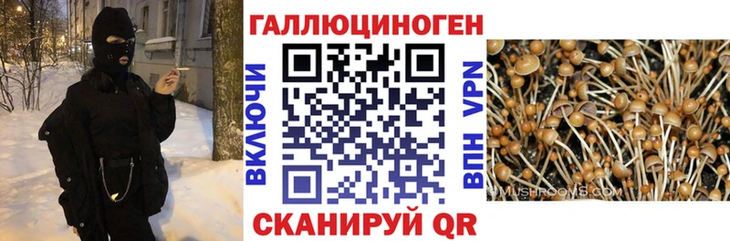 где продают   Цивильск  Псилоцибиновые грибы мухоморы 